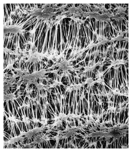 MilliporeSigma™ Fluoropore™ PTFE Membrane Filters