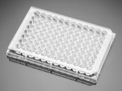 Falcon 96 Well Cell Culture Plate, Clear, Flat Bottom, Tissue Culture Treated, Sterile