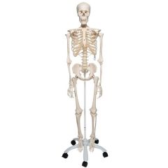 3B Scientific™ Adult Human Skeleton - includes 3B Smart Anatomy
