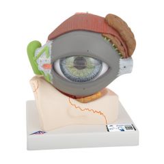 3B Scientific™ Eye Model with Eyelid, Master Series™ - includes 3B Smart Anatomy
