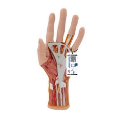 3B Scientific™ Life-Size, Three-Part Hand and Wrist Model - includes 3B Smart Anatomy