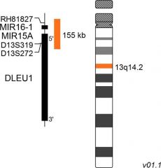  MetaSystems™ CL D13S319 (13q14) DNA Probe