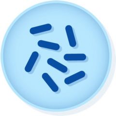 Microbiologics™ Microbacterium paraoxydans ATCC™ BAA-1818™†