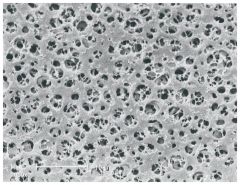 Sartorius™ Cellulose Acetate Membrane Filters