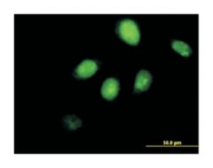  runt-related transcription factor 3 (B01), Mouse anti-Human, Polyclonal Antibody, Abnova™