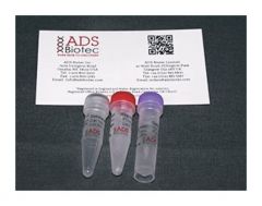 ADS Biotec™ Optimase™ DNA Polymerase