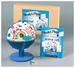  Model Plus Animal Cell