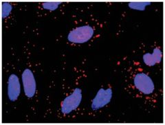  anti-ICAM1, FGG Protein Protein Interaction Antibody Pair, Abnova™