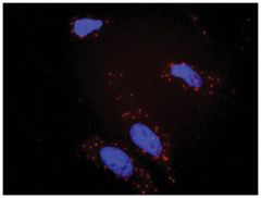  anti-BCR, PIK3CG Protein Protein Interaction Antibody Pair, Abnova™