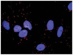  anti-CDC42, MAP3K4 Protein Protein Interaction Antibody Pair, Abnova™