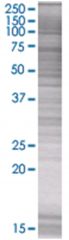  BMP3 293T Cell Overexpression Lysate (Denatured), Abnova
