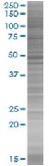 RUNX3 293T Cell Overexpression Lysate (Denatured), Abnova