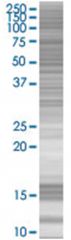  CD86 293T Cell Overexpression Lysate (Denatured), Abnova