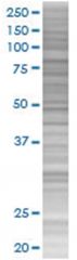  HCLS1 293T Cell Overexpression Lysate (Denatured), Abnova