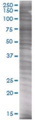  UBE1L 293T Cell Overexpression Lysate (Denatured), Abnova