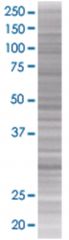  MLF2 293T Cell Overexpression Lysate (Denatured), Abnova