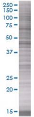 NCK2 293T Cell Overexpression Lysate (Denatured), Abnova