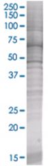  EIF3S5 293T Cell Overexpression Lysate (Denatured), Abnova