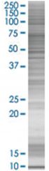  PAGE1 293T Cell Overexpression Lysate (Denatured), Abnova