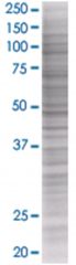  G10 293T Cell Overexpression Lysate 2 (Denatured), Abnova