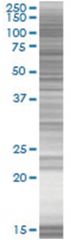  YAF2 293T Cell Overexpression Lysate (Denatured), Abnova