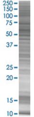  MCRS1 293T Cell Overexpression Lysate (Denatured), Abnova
