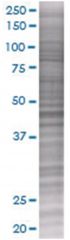  MRPS30 293T Cell Overexpression Lysate (Denatured), Abnova