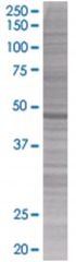  RPIP8 293T Cell Overexpression Lysate (Denatured), Abnova
