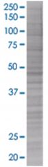  GADD45G 293T Cell Overexpression Lysate (Denatured), Abnova