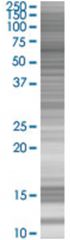  MSL3L1 293T Cell Overexpression Lysate (Denatured), Abnova