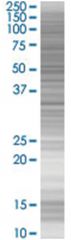  HSF2BP 293T Cell Overexpression Lysate (Denatured), Abnova