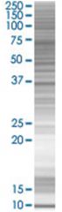  ZWINT 293T Cell Overexpression Lysate (Denatured), Abnova