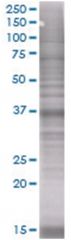  WDR45 293T Cell Overexpression Lysate (Denatured), Abnova