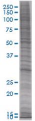  ORC6L 293T Cell Overexpression Lysate 1 (Denatured), Abnova