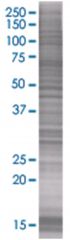  OSTF1 293T Cell Overexpression Lysate 1 (Denatured), Abnova