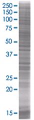 MRPS18B 293T Cell Overexpression Lysate (Denatured), Abnova
