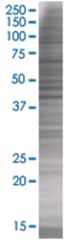  BXDC2 293T Cell Overexpression Lysate (Denatured), Abnova