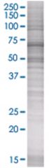  LEPRE1 293T Cell Overexpression Lysate (Denatured), Abnova