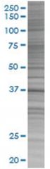  BOLL 293T Cell Overexpression Lysate (Denatured), Abnova