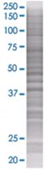  BCL2L12 293T Cell Overexpression Lysate (Denatured), Abnova