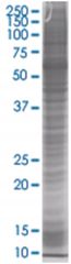  HOP 293T Cell Overexpression Lysate 1 (Denatured), Abnova
