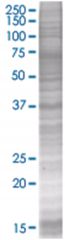  NKD2 293T Cell Overexpression Lysate (Denatured), Abnova