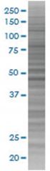  WNT3A 293T Cell Overexpression Lysate (Denatured), Abnova