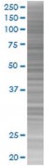  BNIPL 293T Cell Overexpression Lysate 2 (Denatured), Abnova