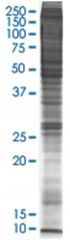 PC-12 (rat adrenal gland pheochromocytoma) Nuclear extract lysate, Denatured; Abnova