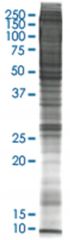  PC-12 (rat adrenal gland pheochromocytoma) Nuclear extract lysate, Non-denatured; Abnova