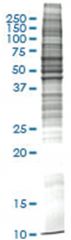  Raw 264.7 (mouse macrophage, Abelson murine leukemia virus transformed) Whole cell lysate, Non-denatured; Abnova