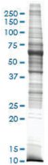 Rat lung tissue lysate, Non-denatured; Abnova