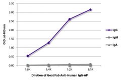  IgG Goat Fab anti-Human, AP, Polyclonal, Southern Biotech™
