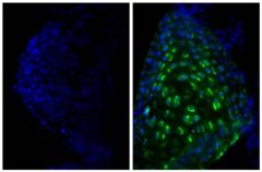  IgG(H+L) Donkey anti-Goat, Mouse/Rat SP ads, FITC, Polyclonal, Southern Biotech™